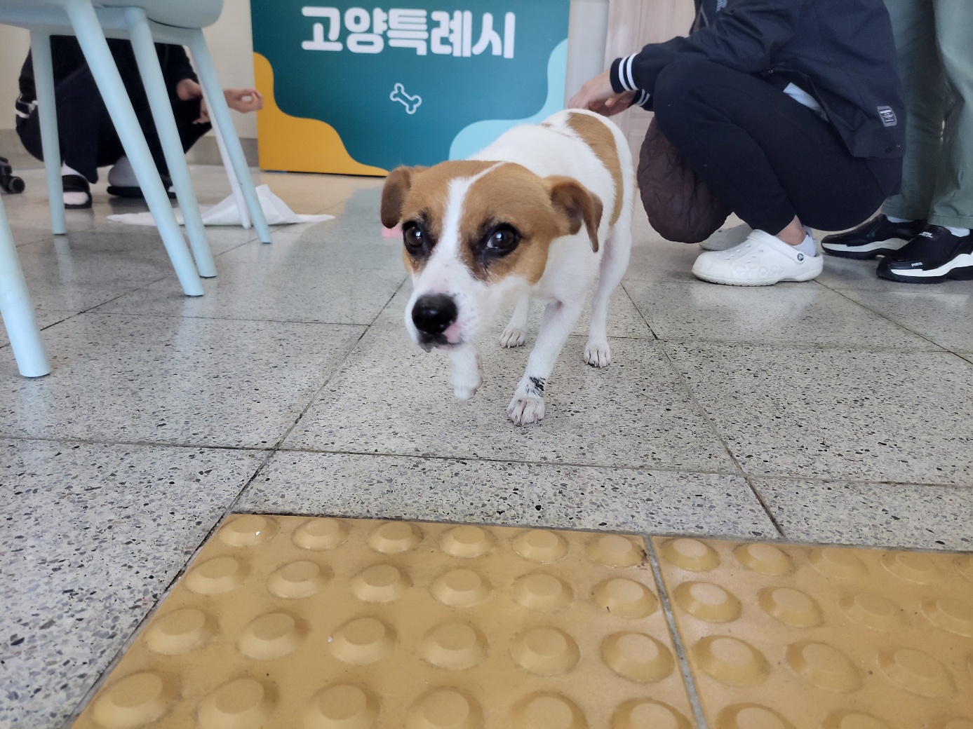종료(반환) 믹스견…